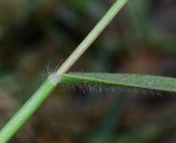 Crypsis schoenoides