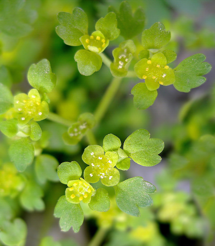 Image of Chrysosplenium flagelliferum specimen.