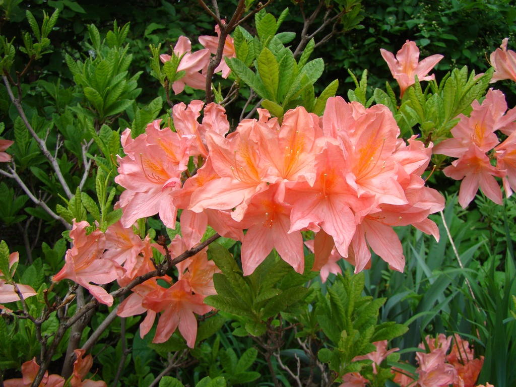 Image of Rhododendron molle specimen.
