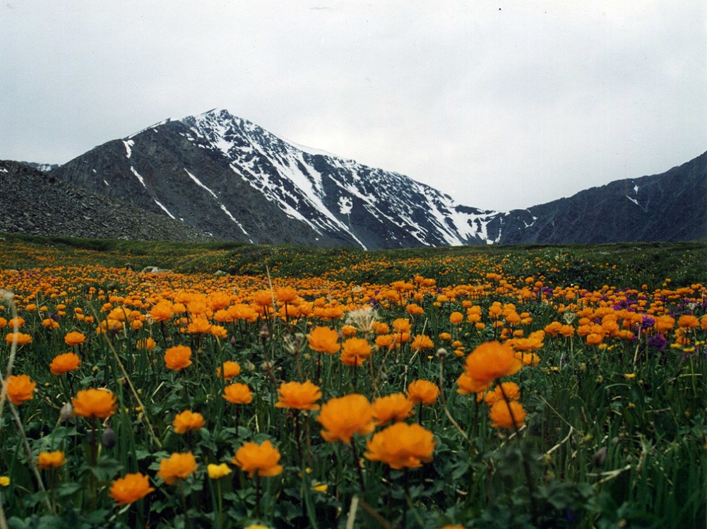 Изображение особи Trollius altaicus.