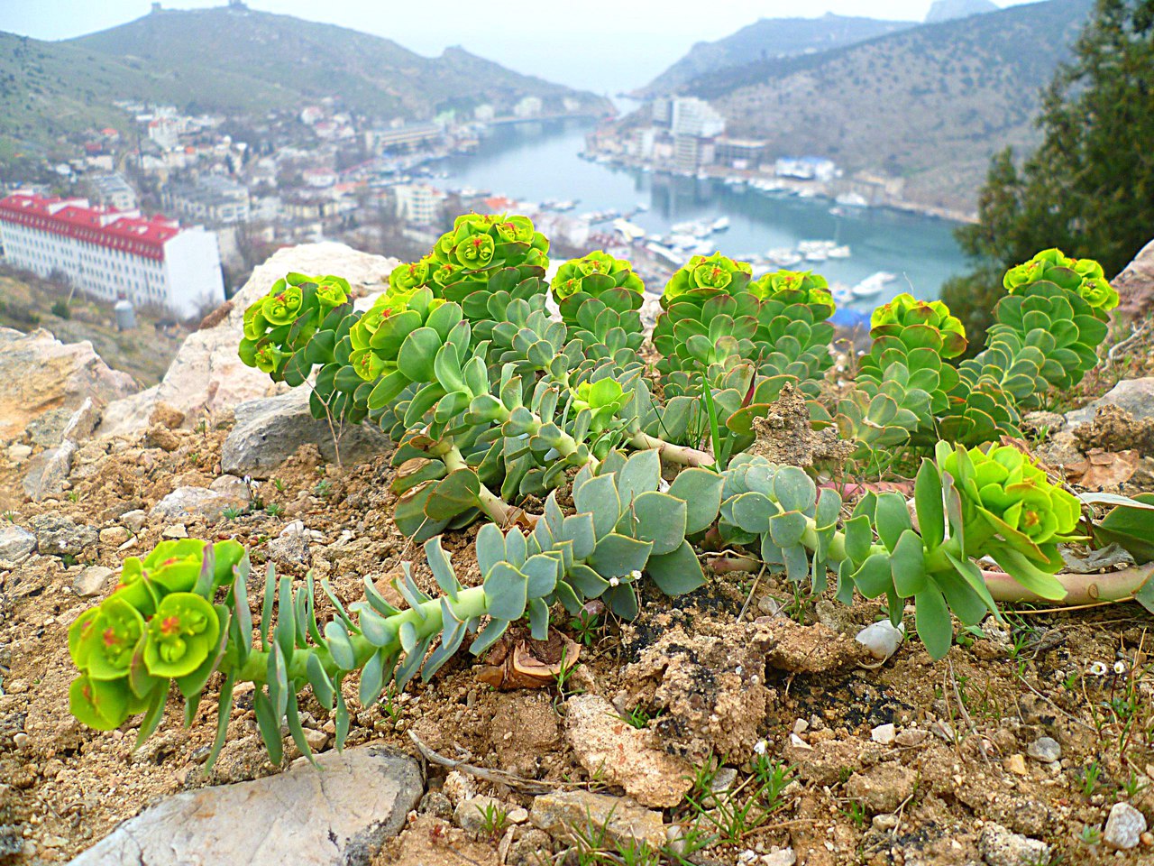 Изображение особи Euphorbia myrsinites.