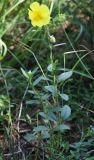 Helianthemum grandiflorum