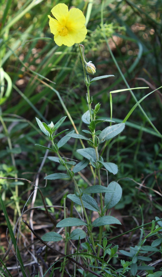 Image of Helianthemum grandiflorum specimen.