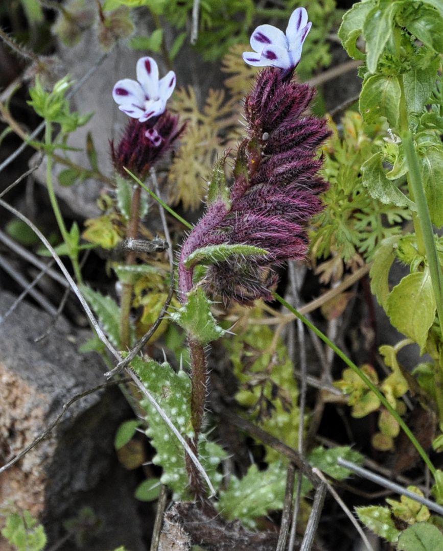 Image of Anchusella variegata specimen.