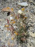 Corydalis schelesnowiana