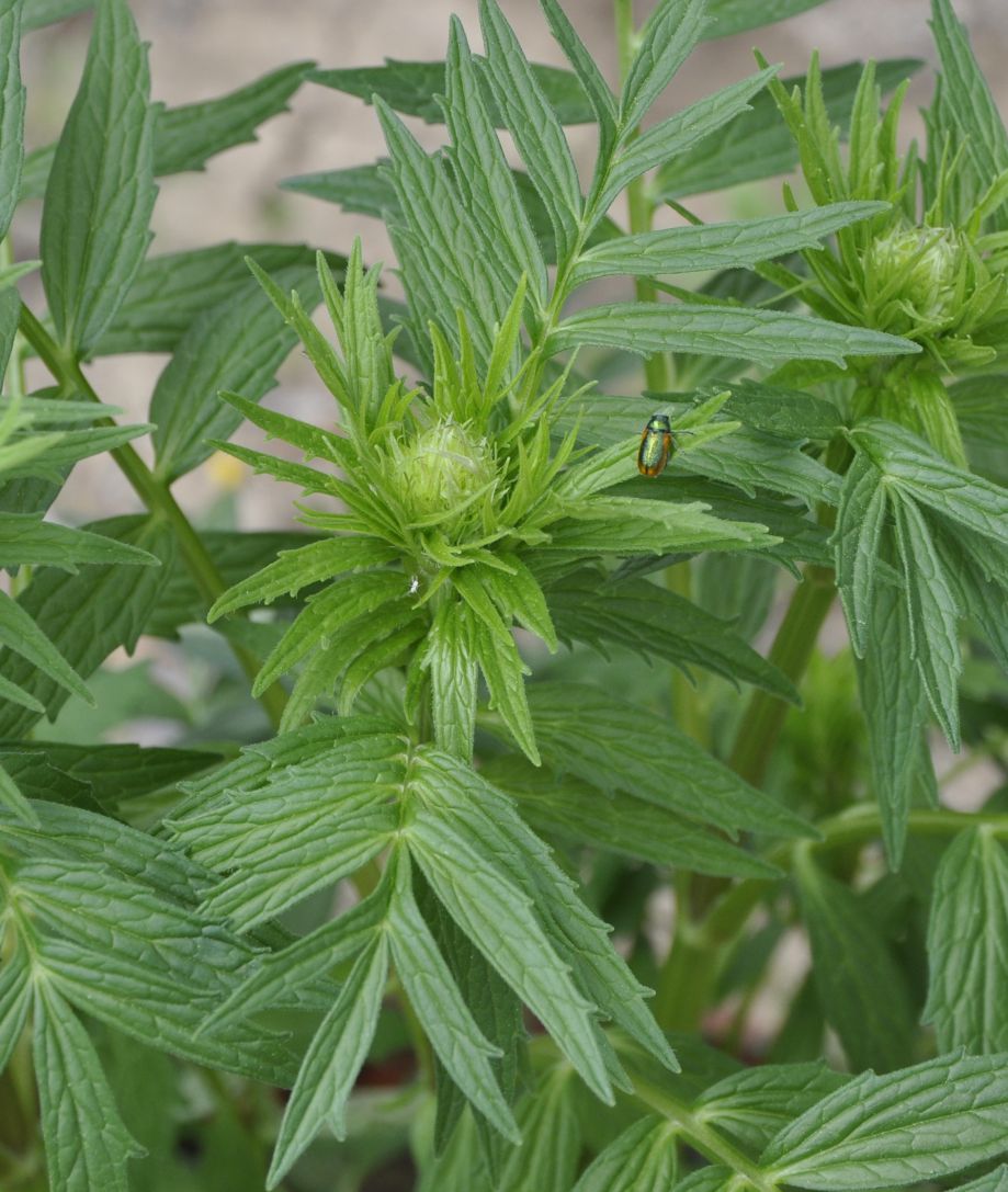 Image of Valeriana officinalis specimen.