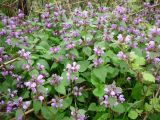 Lamium maculatum