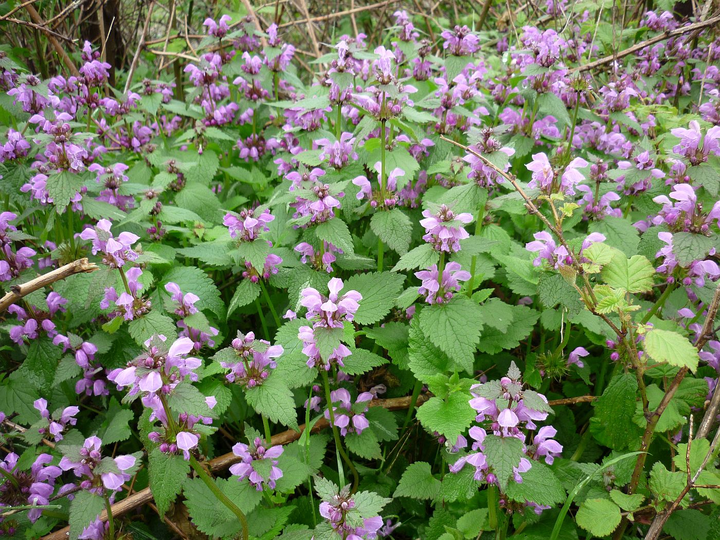 Image of Lamium maculatum specimen.