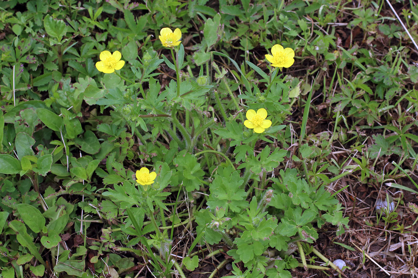 Изображение особи Ranunculus sardous.