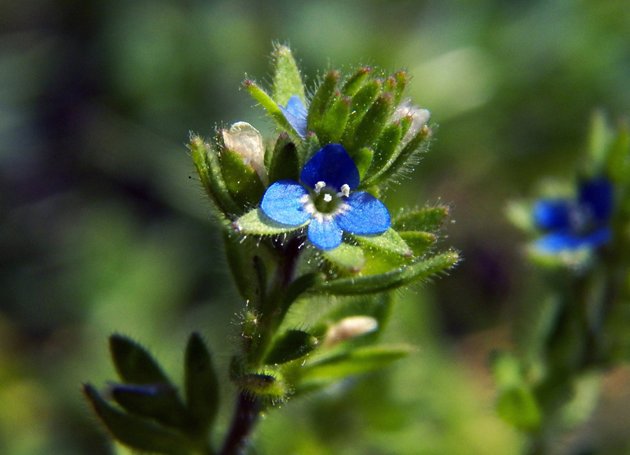 Image of Veronica verna specimen.