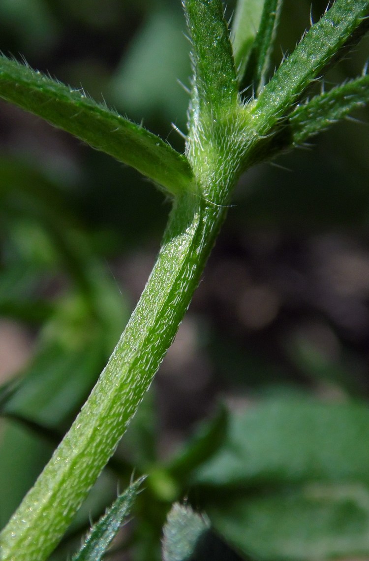 Image of Buglossoides arvensis specimen.