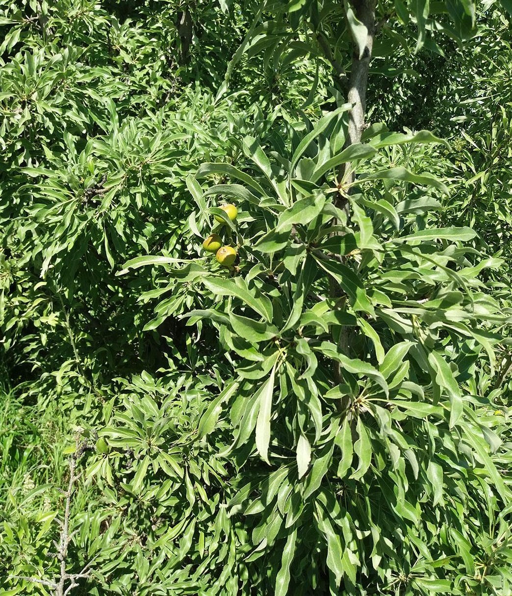 Image of Pyrus salicifolia specimen.