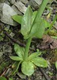 Blackstonia perfoliata. Нижняя часть побега. Краснодарский край, м/о город-курорт Сочи, окр. с. Монастырь, просека под ЛЭП. 12 июня 2017 г.