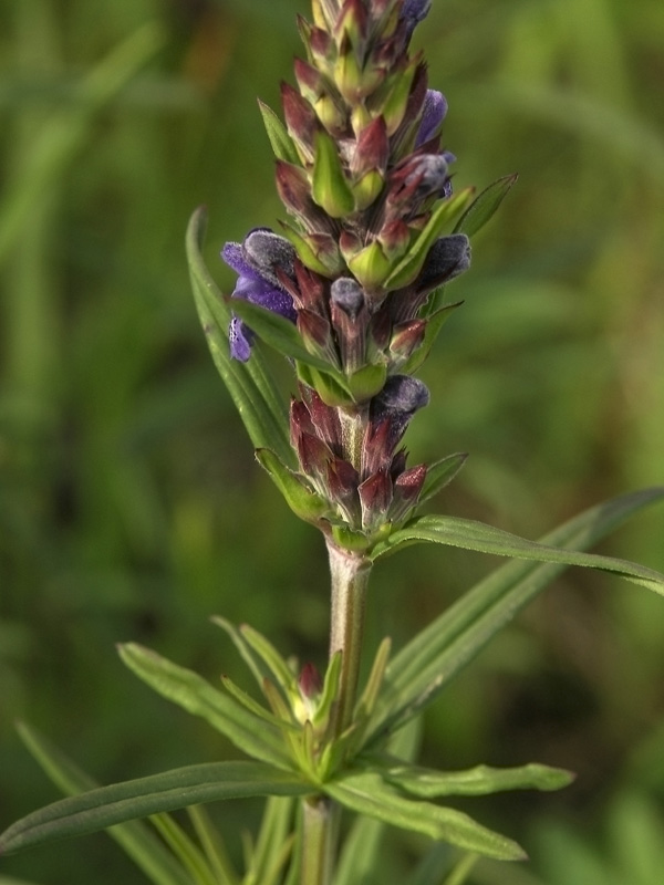 Изображение особи Dracocephalum ruyschiana.