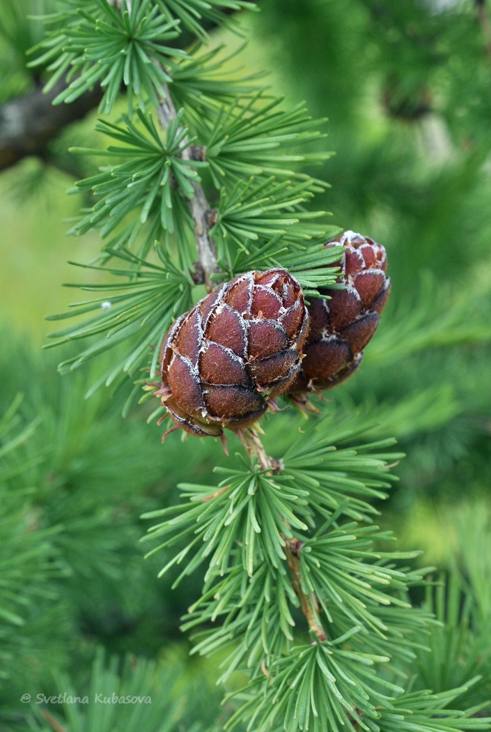 Image of Larix sibirica specimen.