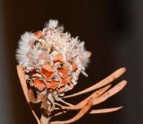 Leucadendron galpinii