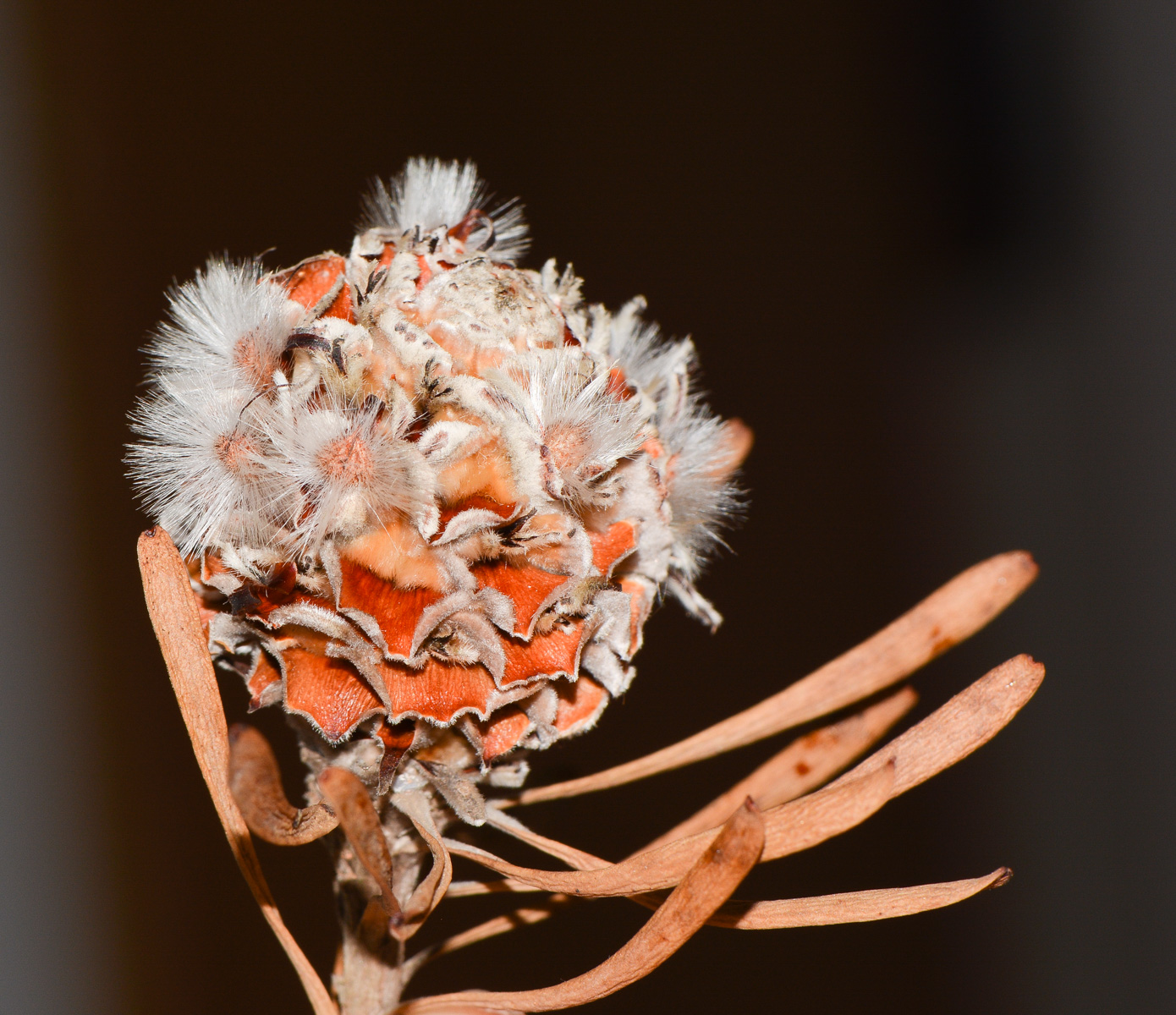 Изображение особи Leucadendron galpinii.