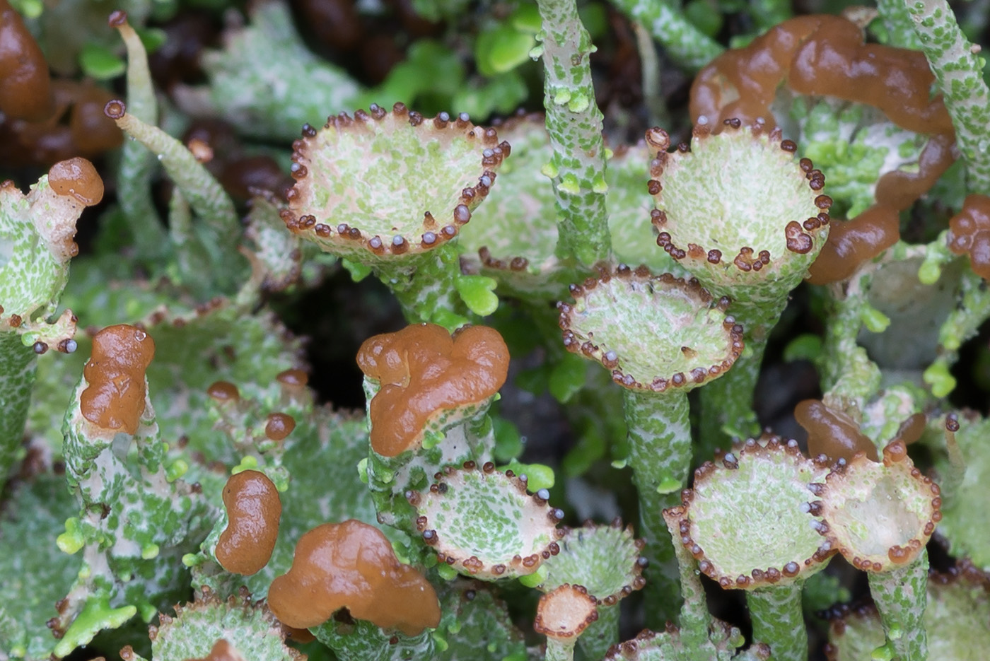 Image of Cladonia gracilis ssp. turbinata specimen.