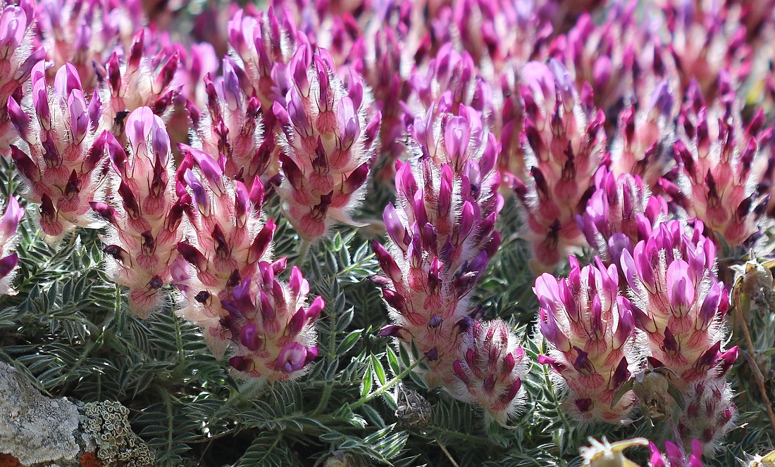 Изображение особи Astragalus uraniolimneus.