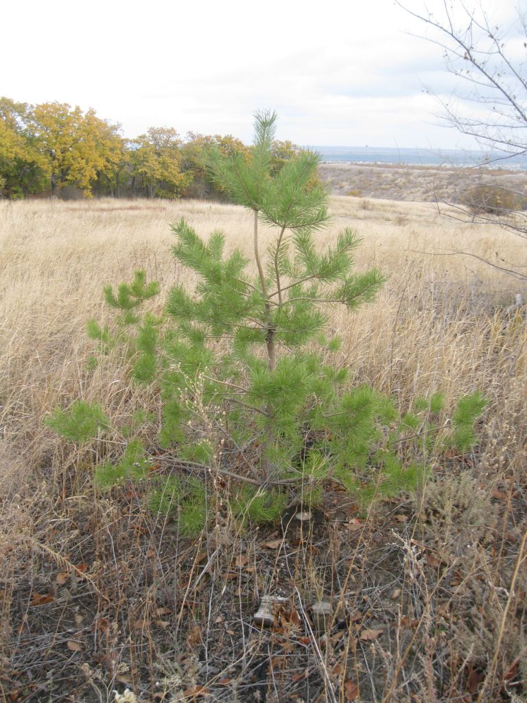Изображение особи Pinus sylvestris.