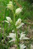 Cephalanthera epipactoides. Верхушка соцветия. Краснодарский край, м/о город-курорт Геленджик, окр. пос. Светлый, щель Церковная, можжевелово-дубовое редколесье на юго-восточном склоне к водохранилищу. 6 мая 2017 г.