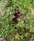 Orobanche gamosepala