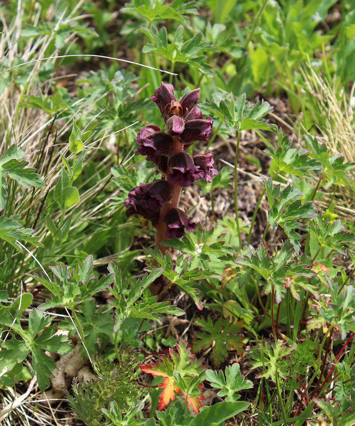 Изображение особи Orobanche gamosepala.