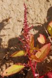Lipandra polysperma