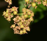 Ehretia tinifolia