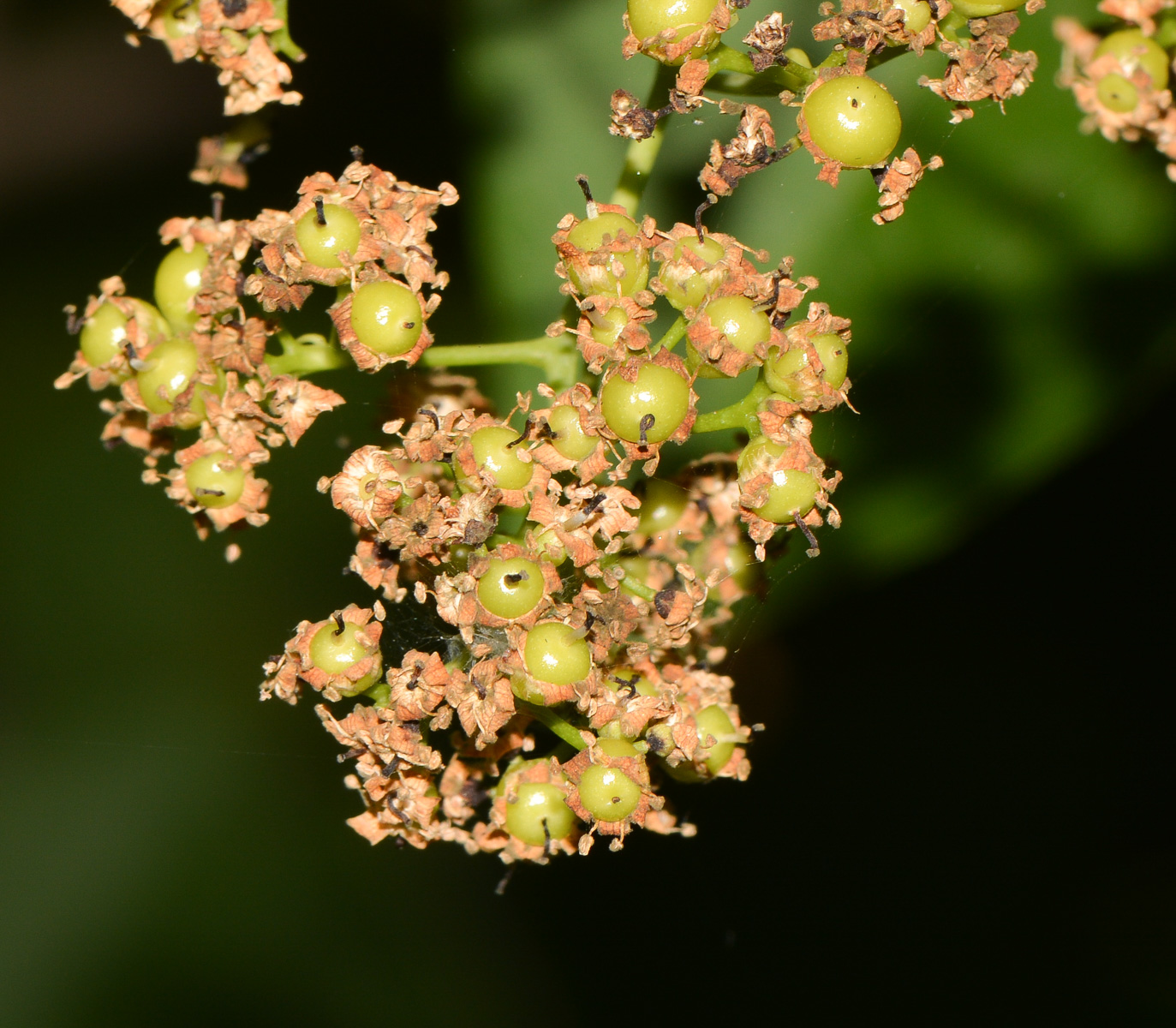 Изображение особи Ehretia tinifolia.