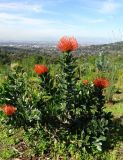 Leucospermum cordifolium