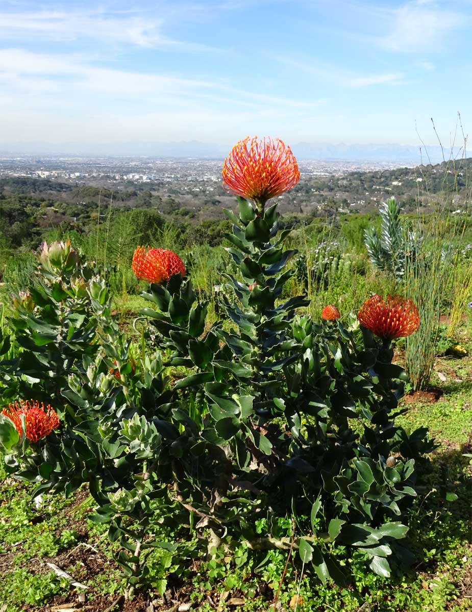 Image of Leucospermum cordifolium specimen.