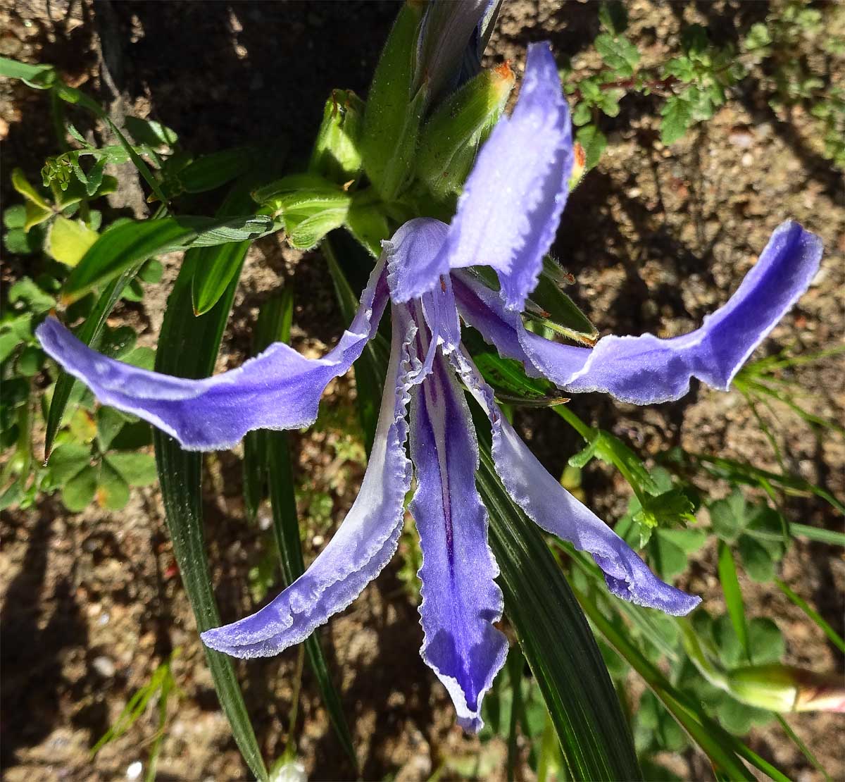 Изображение особи Babiana cedarbergensis.