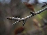 Pyrus communis. Веточка с покоящимися почками. Крым, Сакский р-н, окр. пос. Прибрежное, закустаренное степное прибрежье между морем и Симферопольским шоссе, обочина вдоль грунтовой дороги 16.08.2017.