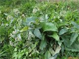 Symphytum officinale. Отцветшее растение. Украина, Ивано-Франковская обл., Долинский р-н, окр. г. Долина, на лугу. 27.09.2017.