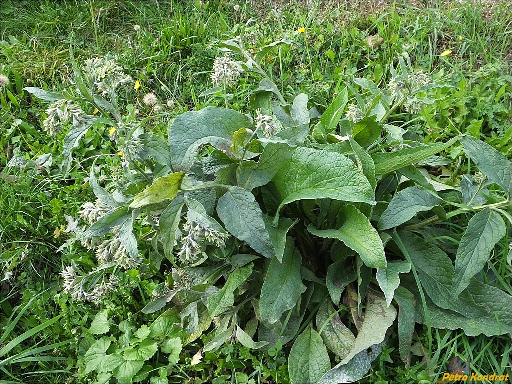 Image of Symphytum officinale specimen.