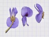 Bolusanthus speciosus