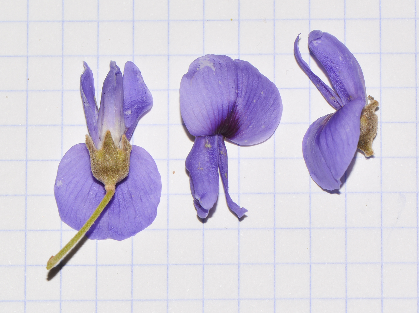 Изображение особи Bolusanthus speciosus.