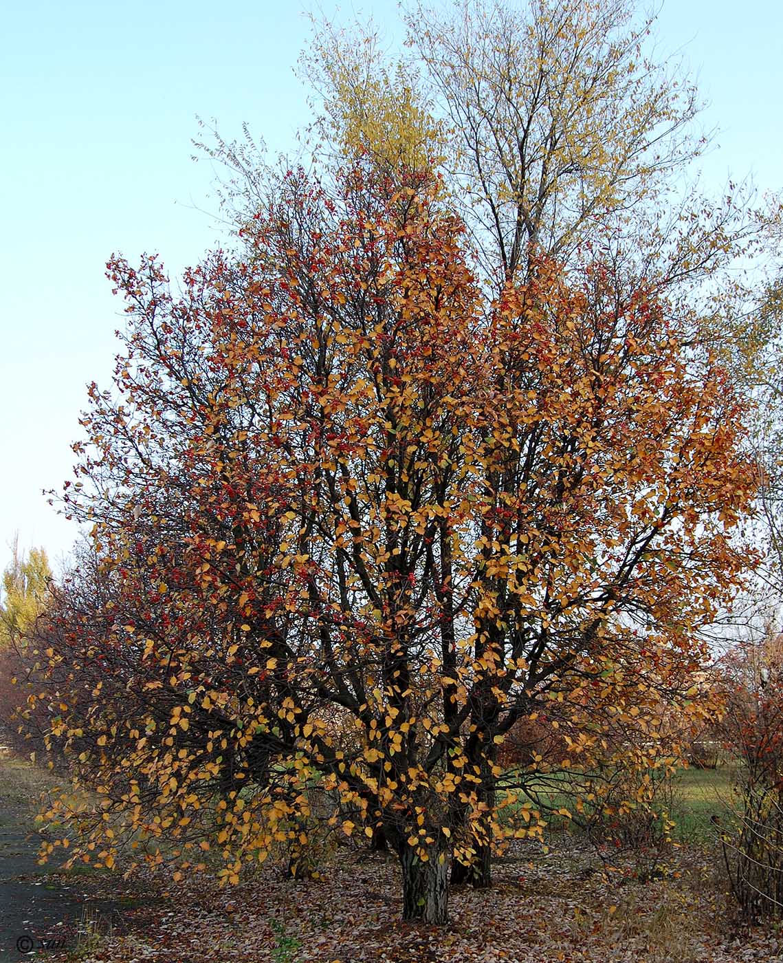 Изображение особи Sorbus intermedia.