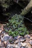 Marchantia polymorpha. Слоевища. Свердловская обл., окр. г. Заречный, урочище Черемшанское болото, на почве. 20.10.2017.