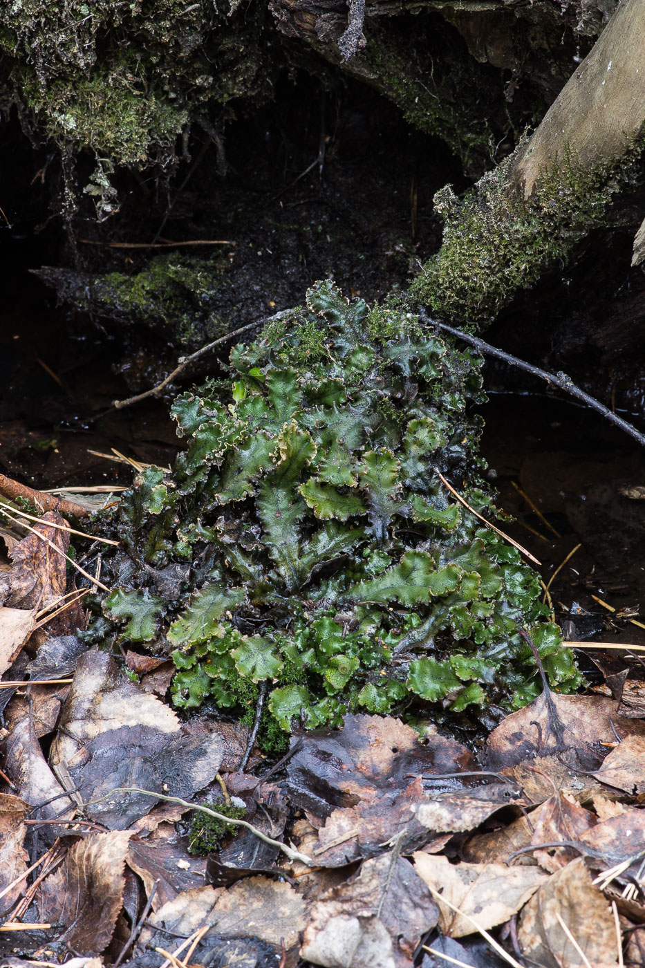 Изображение особи Marchantia polymorpha.