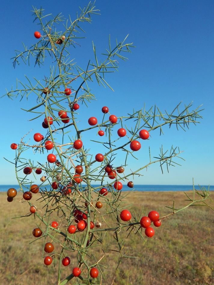 Image of Asparagus litoralis specimen.