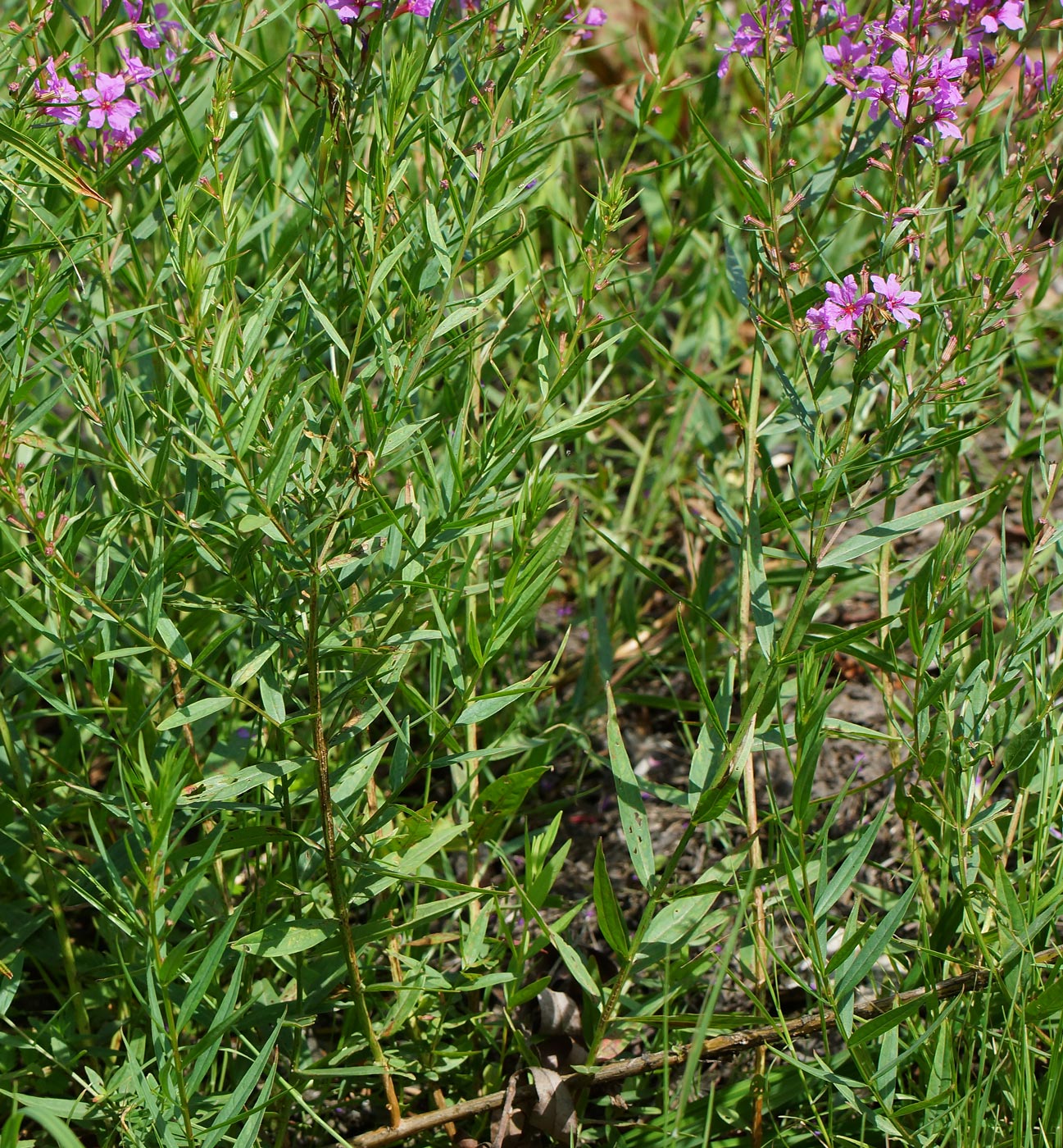 Image of Lythrum virgatum specimen.