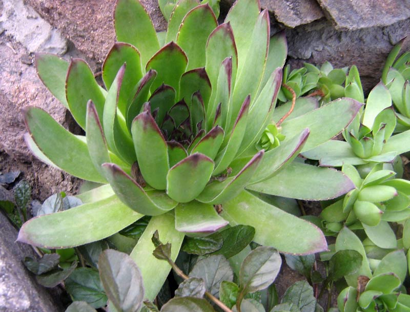 Изображение особи Sempervivum tectorum.