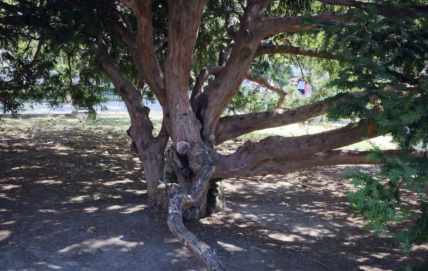 Image of Taxus baccata specimen.