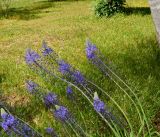 Scilla hyacinthoides