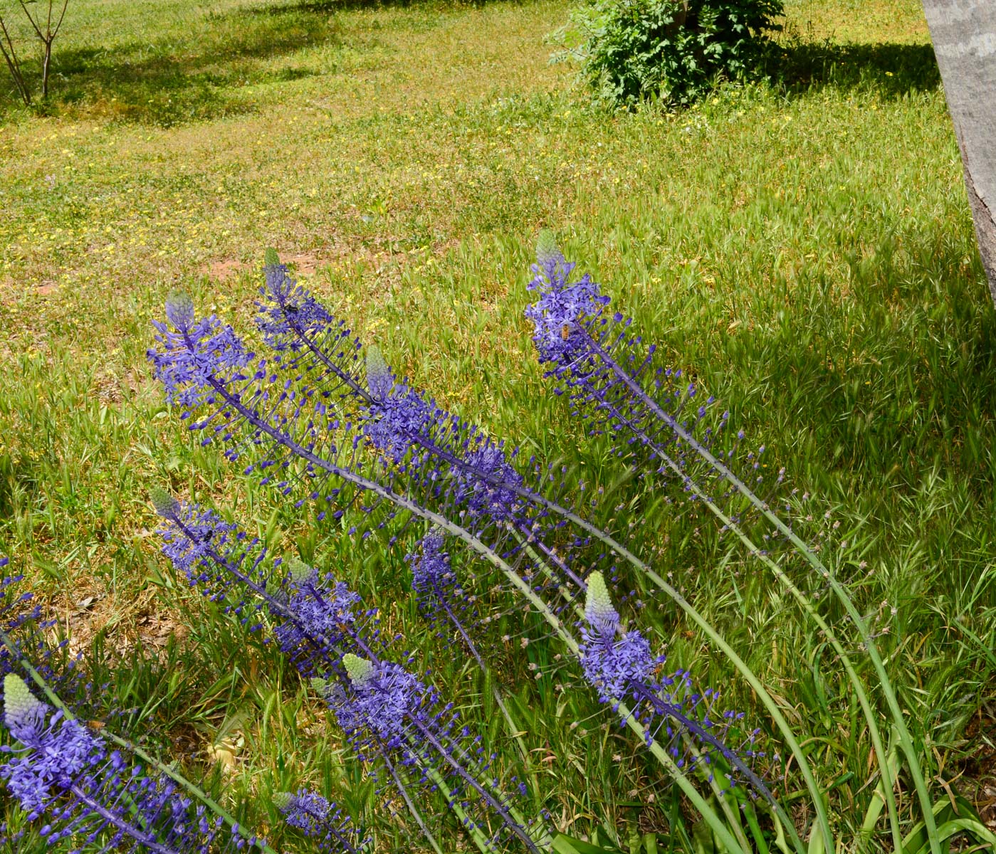 Изображение особи Scilla hyacinthoides.
