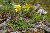 Arnica frigida