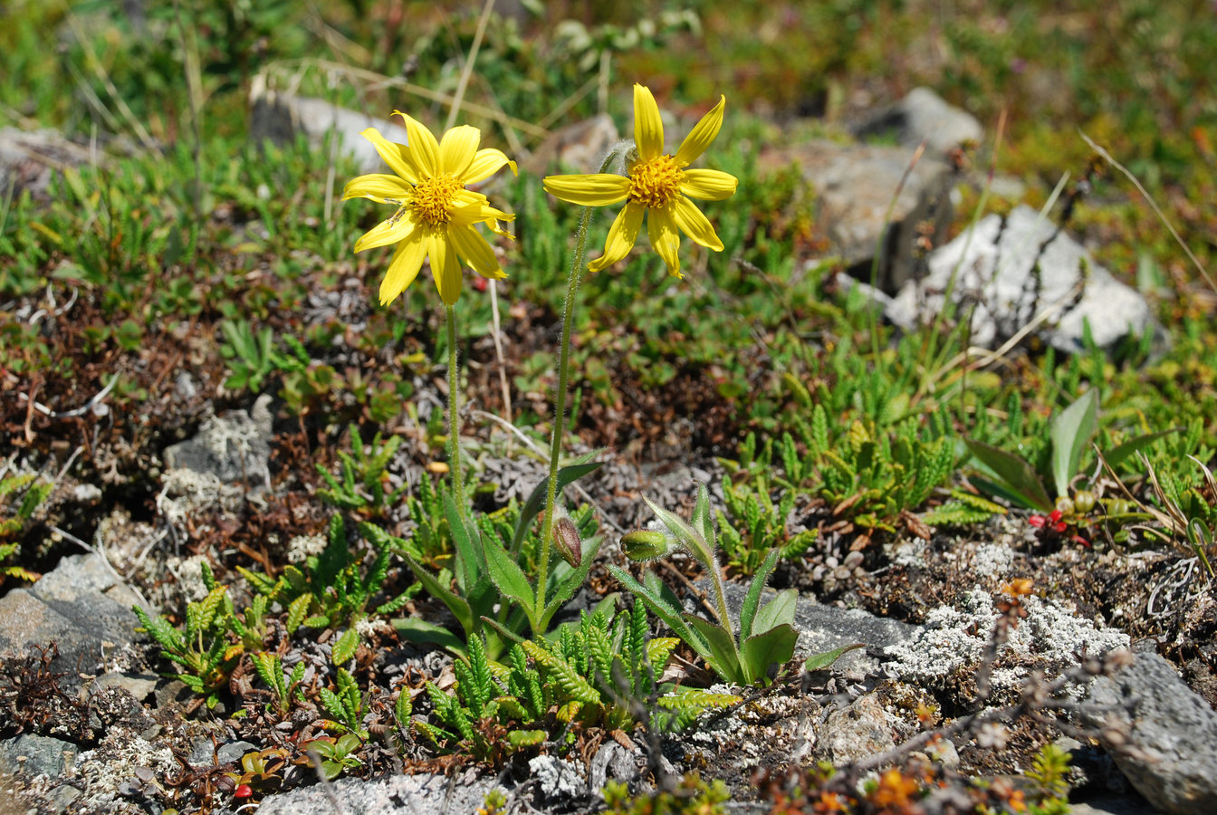 Изображение особи Arnica frigida.