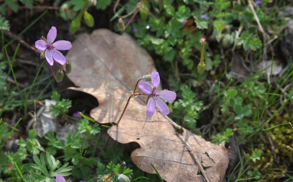 Изображение особи род Erodium.